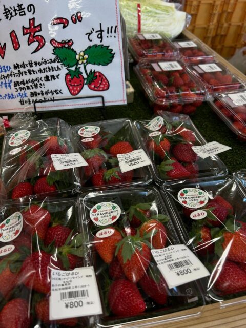 おはようございます☀

昨日当社アグリマインドのいちご初出荷🍓
今期も宜しくお願い致します🍓🍓🍓

今朝は昨日までの強風も止み快晴です！
ラジオからお出かけ日和という声が聞こえてます📻

アグリマインドのトマト🍅いちご🍓始め
浅尾大根、長芋、野沢菜、白菜、蕪など
本日も美味しい野菜、果物を取り揃え
皆様のご来店お待ちしております😊

#山梨 #山梨県 #山梨観光  北杜市 北杜市の暮らし  北杜 明野 明野ひまわり畑 直売所 農家 農業 あけの農さん直売所 あけの農さん物直売所レストラン 有限会社アグリマインド 野菜 野菜のある生活 トマト 果物 カレー 野菜カレー ゆるキャン ゆるキャン聖地  ゆるキャン聖地巡礼  今日も元気に