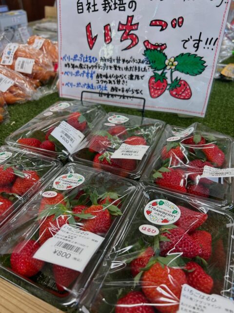 おはようございます☀

皆さん大根の漬物は漬け終わりましたか？
まだの方は浅尾大根の干し大根まだありますよ！！
白菜、野沢菜も入荷してます！

当社アグリマインドのいちごも今期スタートしてます🍓
とっても甘くて美味しいですよ🍓

本日も地元の美味しい野菜や果物を取り揃えて
皆様のご来店お待ちしております😊

#山梨 #山梨県 #山梨観光  北杜市 北杜市の暮らし  北杜 明野 明野ひまわり畑 直売所 農家 農業 あけの農さん直売所 あけの農さん物直売所レストラン 有限会社アグリマインド 野菜 野菜のある生活 トマト 果物 カレー 野菜カレー ゆるキャン ゆるキャン聖地  ゆるキャン聖地巡礼  今日も元気に