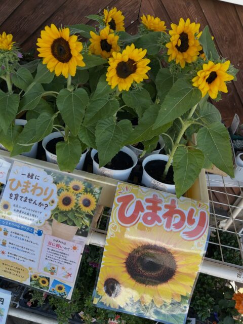 直売所に茄子がいっぱい🍆
ナツ祭りならぬナス祭り🎆
ステーキナス焼くととろとろでおすすめです😋

おはようございます☀
とうもろこしも美味しいのです。
美味しいがいっぱい！！
ぶどうも出始めてます🍇

レストランではサンフラワーフェス期間限定メニューを提供してます！
ハッシュドビーフ、カレー、サンドウィッチなど。
テイクアウトもご利用下さい🥪

本日も皆様のご来店お待ちしております😊

#株式会社アグリマインド
#あけの農さん直売所 
#レストランhidamari